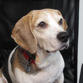 The ‘Good Life’ of an office dog | Farewell Snoopy