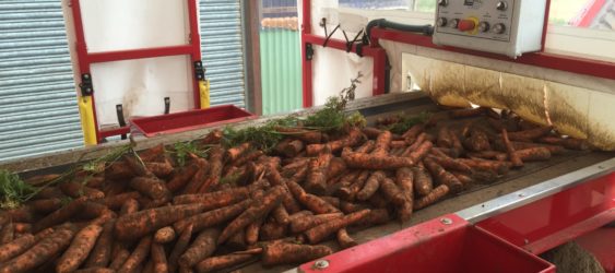 Mobile Carrot Sizing & Dirt Eliminating with the Tong Fieldloader