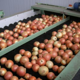 Onion Sizing and Onion Processing