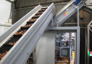 Potato Handling & Processing Line - Tong Elevator