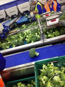 Tong Broccoli Handling & Conveying