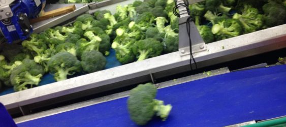 Broccoli Handling