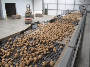Potato Grading & Potato Processing Machine | Tong Engineering UK