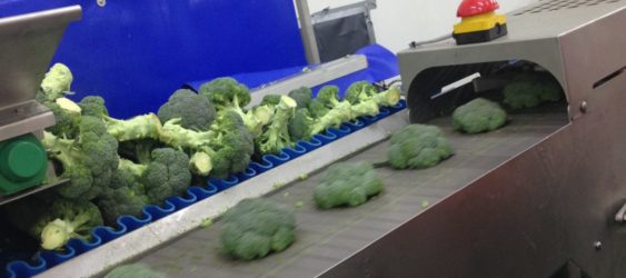 Broccoli Trimming