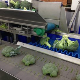 4 reasons why Automated Broccoli Trimming is the future!