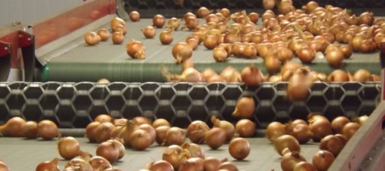 Onion Sizing and Onion Processing