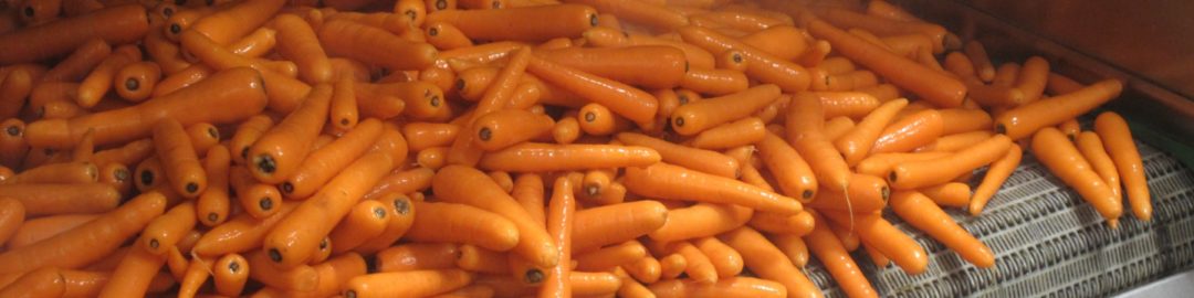 CARROT PROCESSING