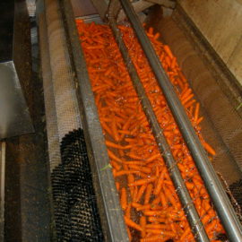 Carrot Sizing & Handling