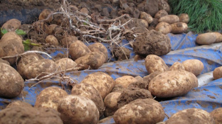 EasyClean Potato Vegetable Dirt Eliminating & Separating
