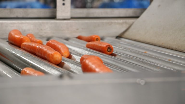 Carrot Sizing, Washing & Packhouse Handling Equipment from Tong Engineering