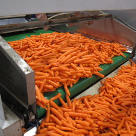Carrot Sizing & Handling