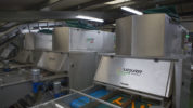 Carrot Optical Sorting Line at Poskitts Carrots